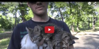 Quattro gattini salvati nel parco