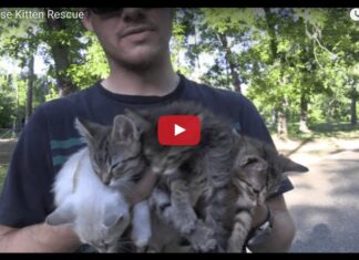 Quattro gattini salvati nel parco