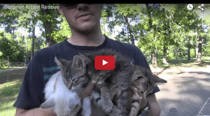 Quattro gattini salvati nel parco