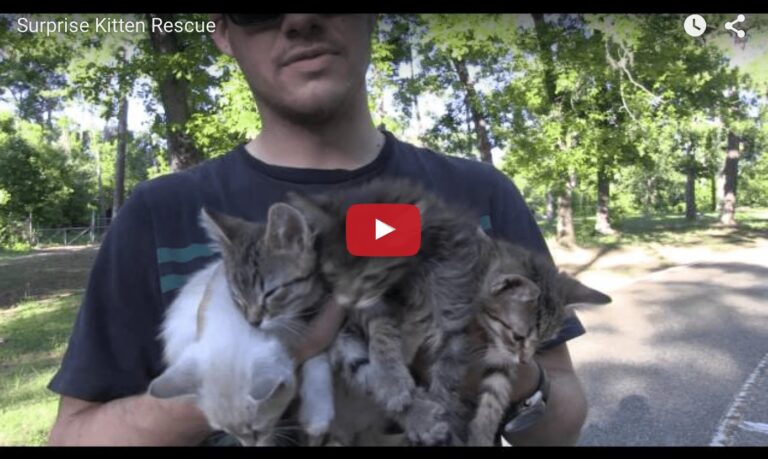 Quattro gattini salvati nel parco