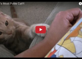 Gatto gentile