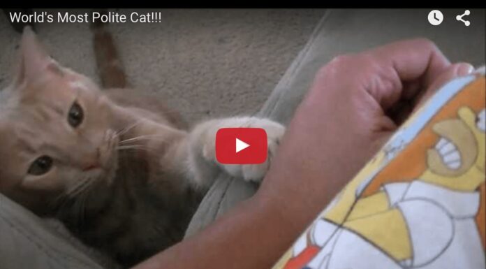 Gatto gentile