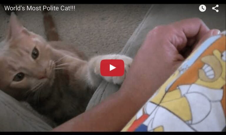 Gatto gentile