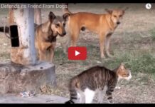 Gatto temerario mette in fuga cinque cani