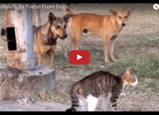 Gatto temerario mette in fuga cinque cani