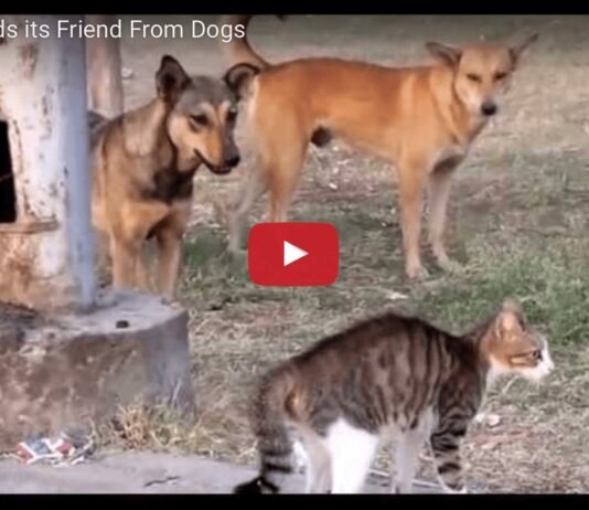 Gatto temerario mette in fuga cinque cani