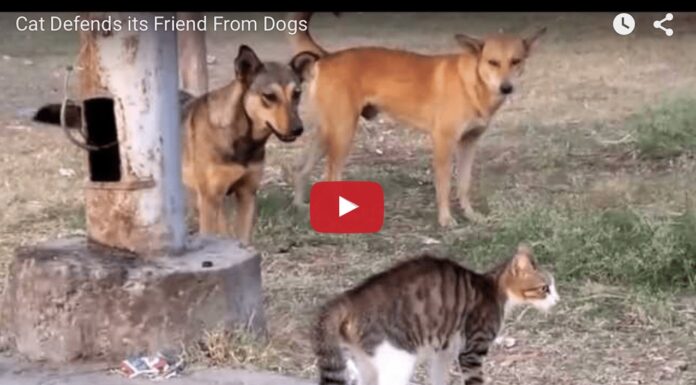 Gatto temerario mette in fuga cinque cani