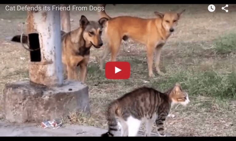 Gatto temerario mette in fuga cinque cani