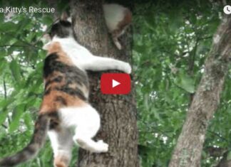 Mamma gatta aiuta il suo gattino