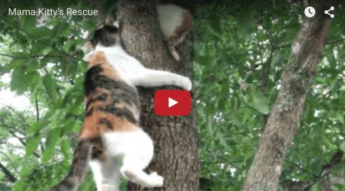Mamma gatta aiuta il suo gattino