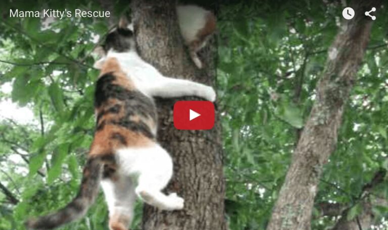 Mamma gatta aiuta il suo gattino