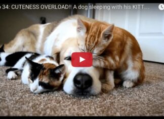 Il cane Murkin dorme con tre gatti
