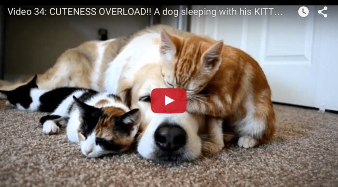 Il cane Murkin dorme con tre gatti