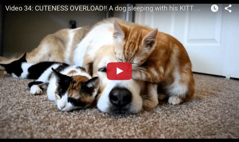 Il cane Murkin dorme con tre gatti