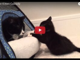 Cassidy miracle kitten