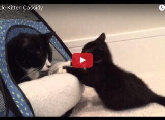 Cassidy miracle kitten