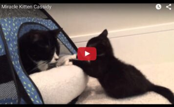 Il salvataggio di Cassidy, gattino nato con due zampe Cassidy miracle kitten