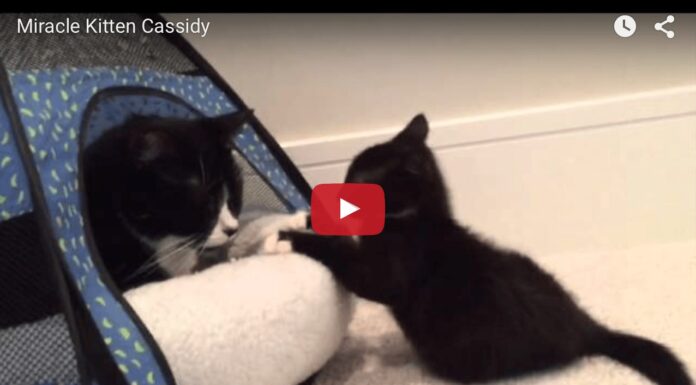 Cassidy miracle kitten