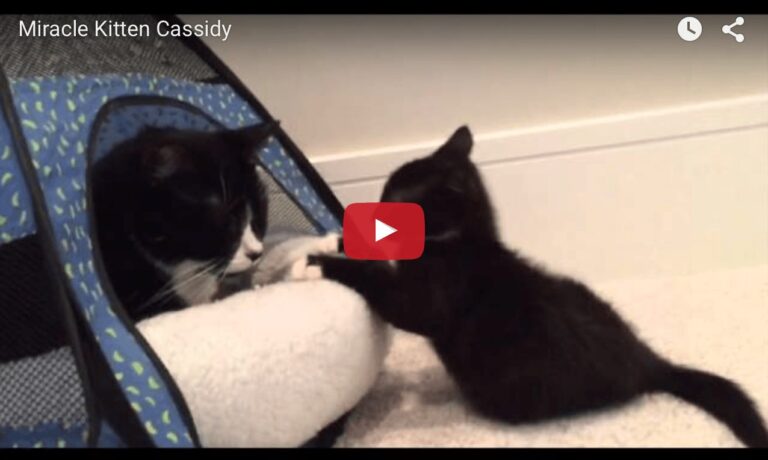 Cassidy miracle kitten