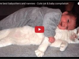 Gatto il miglior babysitter