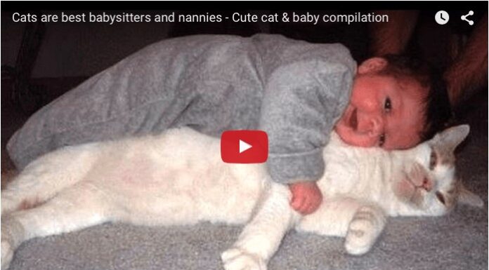 Gatto il miglior babysitter