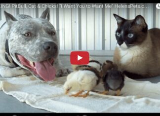 Siamese, pitbull e pulcini