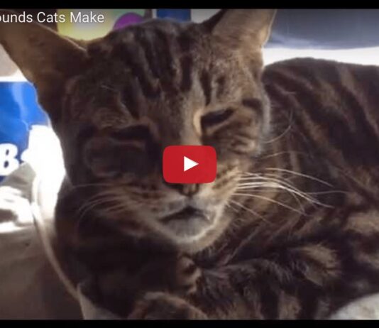 Gatti che fanno versi strani 14 versi strani