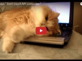 Gatto su pc