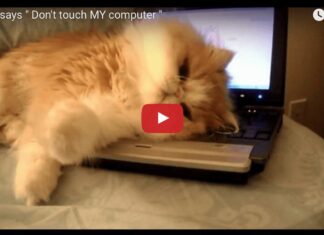 Gatto su pc