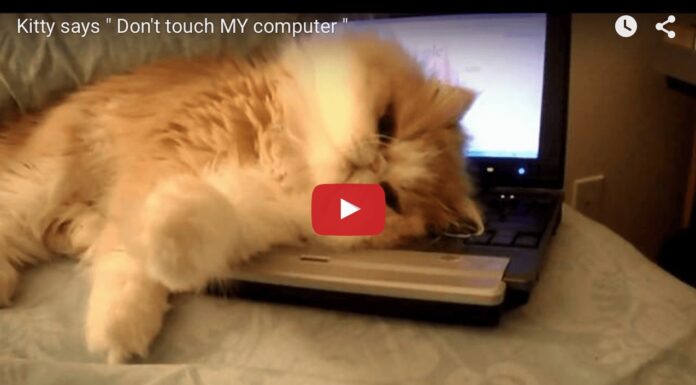 Gatto su pc
