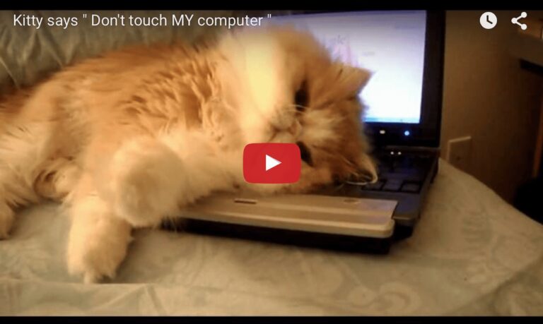 Gatto su pc