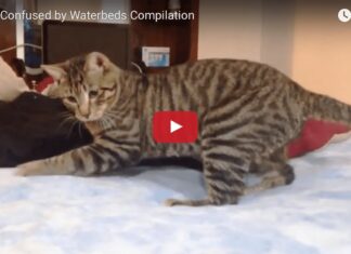 Gatti sul letto ad acqua