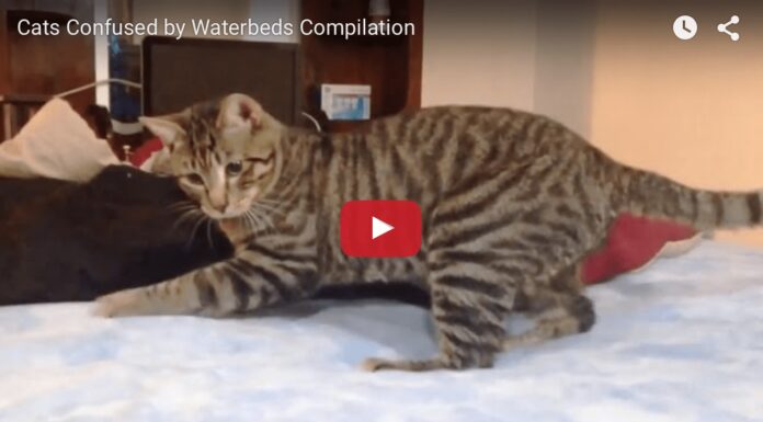 Gatti sul letto ad acqua