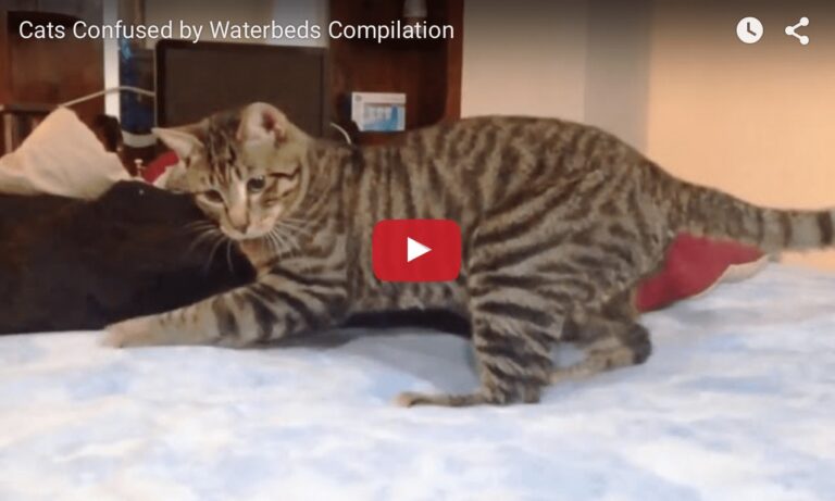 Gatti sul letto ad acqua
