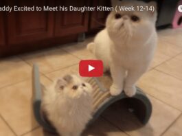 Exotic shorthair kitten