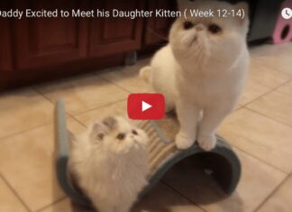 Exotic shorthair kitten