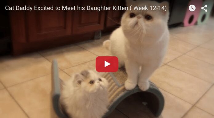 Exotic shorthair kitten