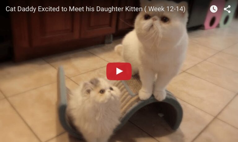 Exotic shorthair kitten