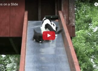 Gattini sullo scivolo