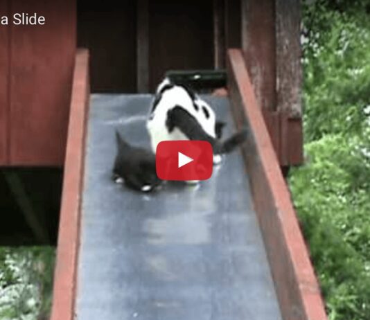 Gattini sullo scivolo