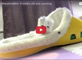 Marshmallow