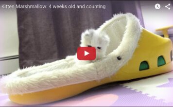 Marshmallow