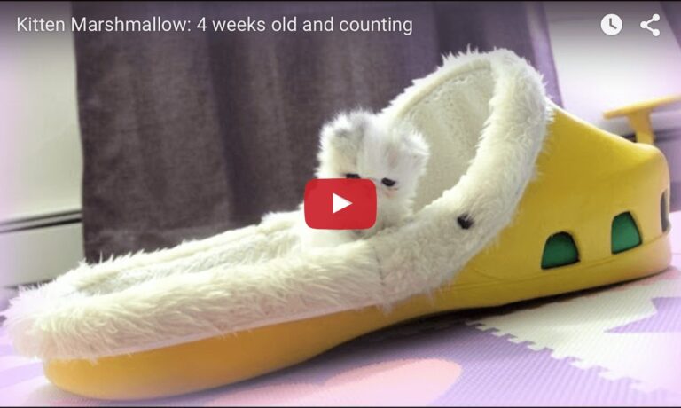 Marshmallow