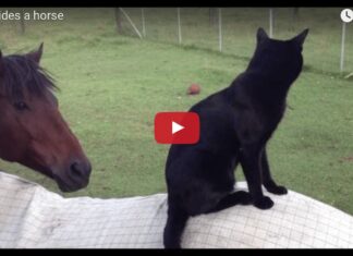 Il gatto Morris va a cavallo