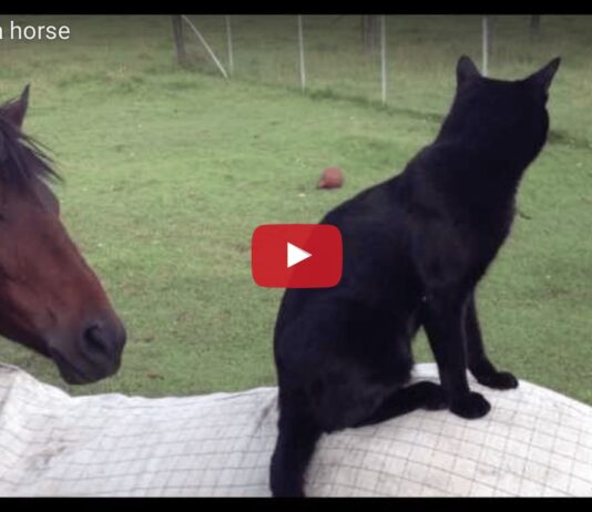 Il gatto Morris va a cavallo Il gatto Morris va a cavallo