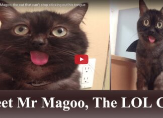 Mr Magoo