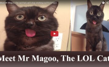 Mr. Magoo, il gatto dalla linguaccia facile Mr Magoo