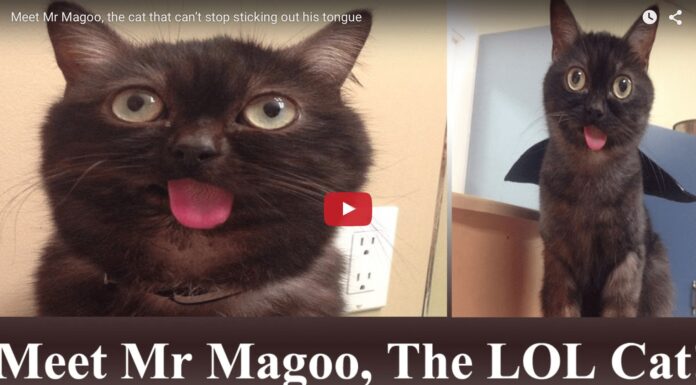Mr Magoo