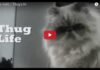 Gatto dispettoso