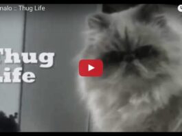 Gatto dispettoso